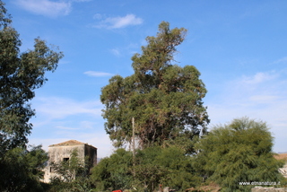 Eucalipto di Cottone
